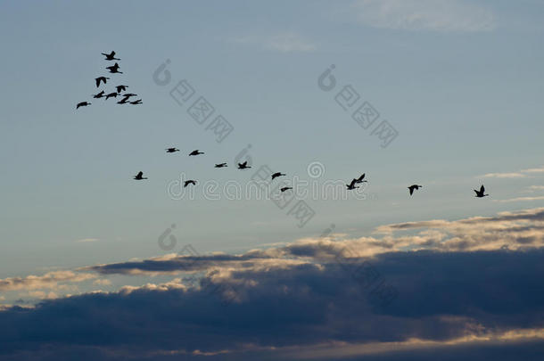 一群大雁飞过清晨的天空