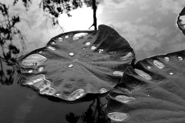 荷叶带水滴，黑白图像