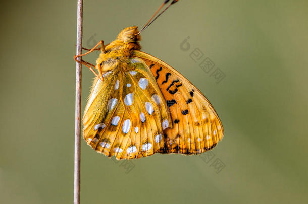 深绿色贝母(Argynnisaglaja)蝴蝶停在s上