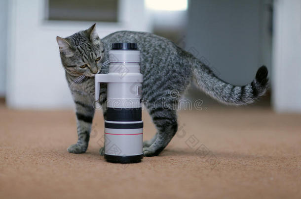 猫和相机镜头还有专业的野生动物