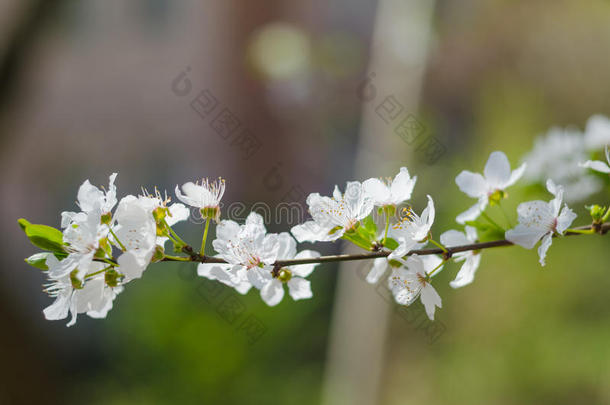 春日花团锦簇