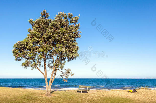 海滩上的波胡图川树和长凳，海水清澈