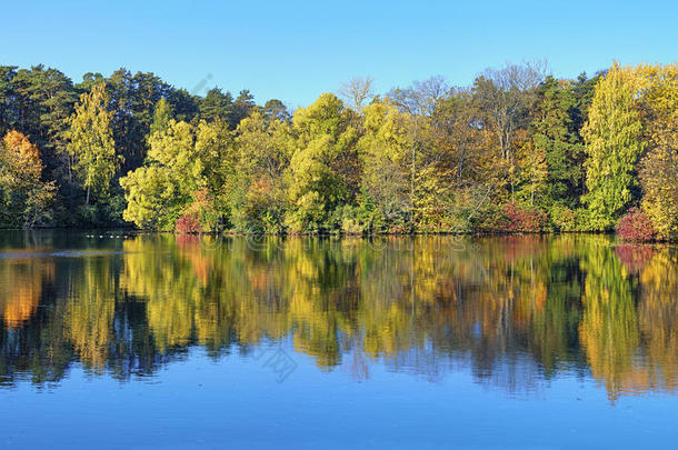 秋天湖畔的树木
