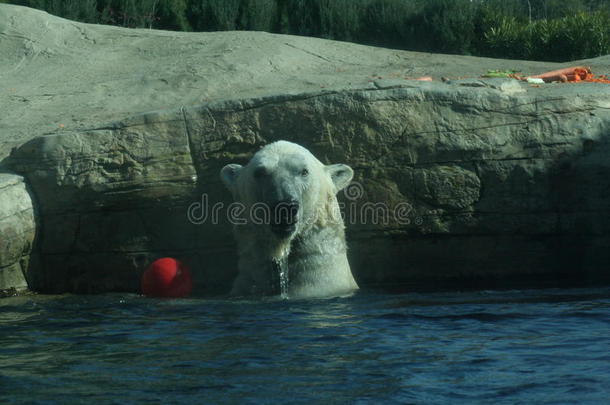 <strong>北极熊</strong>在水中带着红球