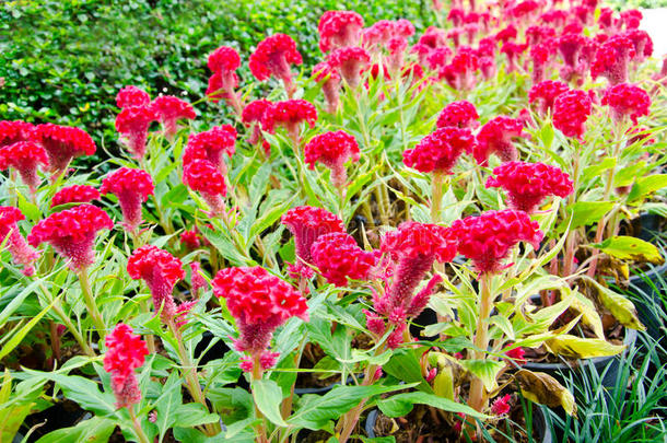 红色的鸡冠花或羊毛花或鸡冠花。