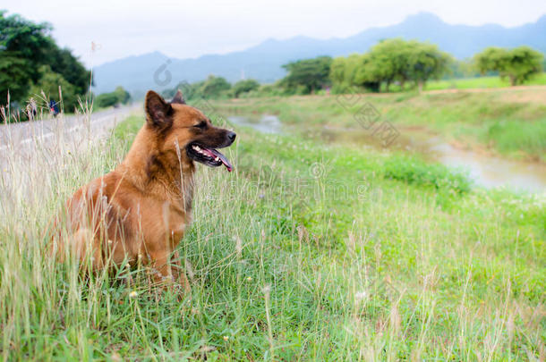 金毛猎犬，九个月大，金毛猎犬肖像