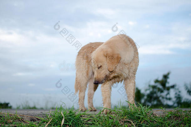 金毛猎犬，九个月大，金毛猎犬肖像