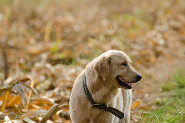 金毛猎犬，九个月大，金毛猎犬肖像