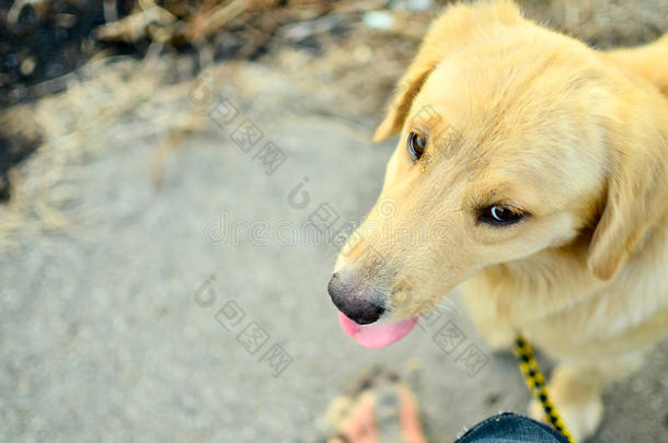 金毛猎犬，九个月大，金毛猎犬肖像