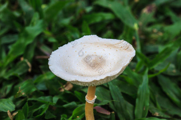 森林深处的蘑菇特写