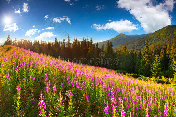 五彩缤纷的夏季风景和粉红色的花朵