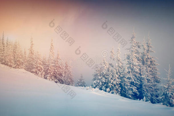 山林中冬季日出的全景图。