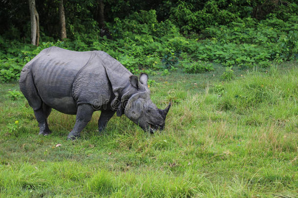 尼泊尔奇特万森林公园里的犀牛
