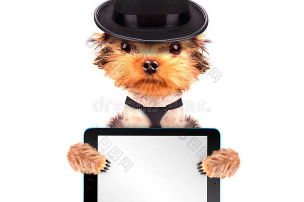 狗扮成黑手党歹徒用平板电脑