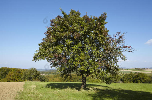 梨树-开放景观中的一棵梨树