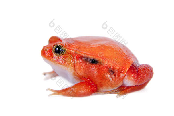 马达加斯加番茄蛙