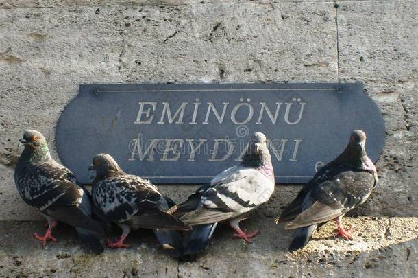 在伊斯坦布尔的埃米诺努、锡尔凯西广场，这群鸟已经做了四只鸽子
