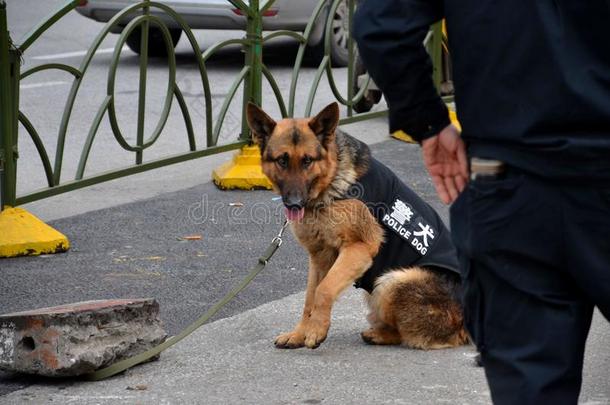 来自中国上海警犬队的中国训练警犬