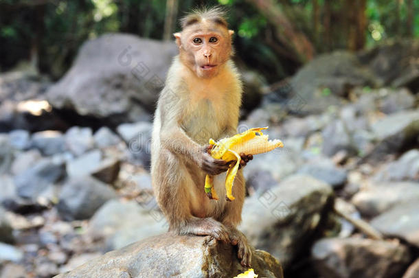 小<strong>猴子</strong>坐在石头上吃<strong>香蕉</strong>