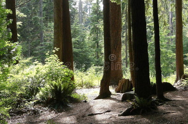 福利斯风景，有明暗树木