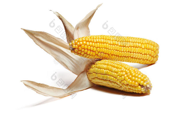 玉米芯详图