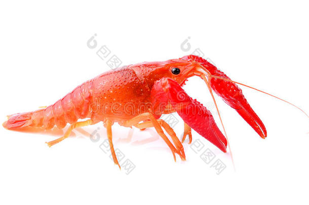 白底红小龙虾