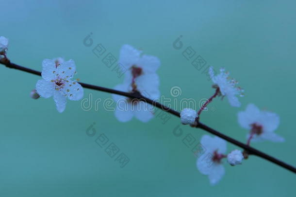 美女开<strong>花露水</strong>露水的液滴