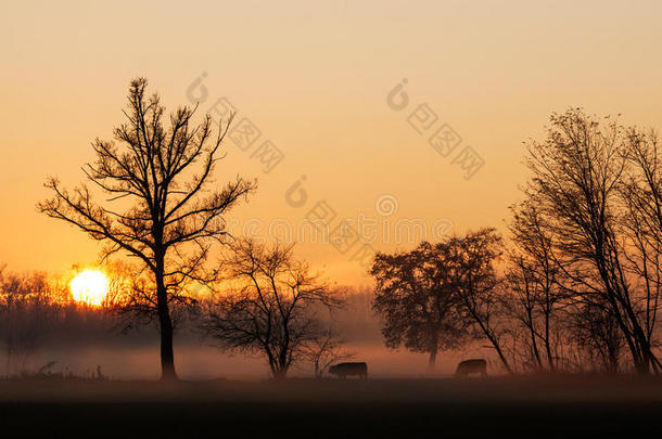 浓雾笼罩的田野上，夕阳笼罩着奶牛