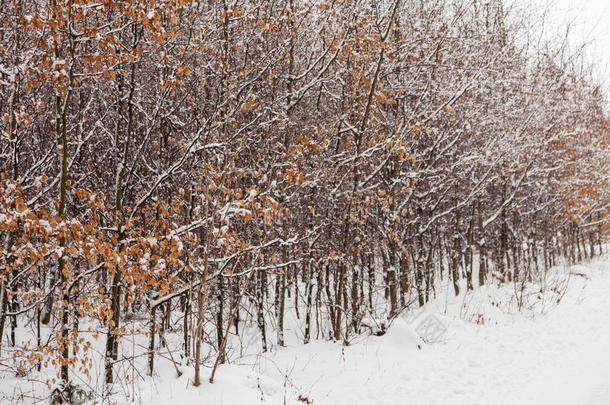 被雪覆盖的森林树木，冬天的雪景。