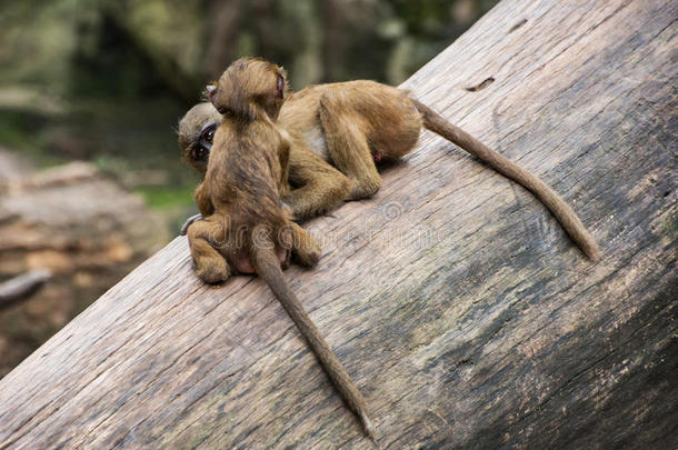 两只有趣的几内亚狒狒幼崽正在树上玩耍