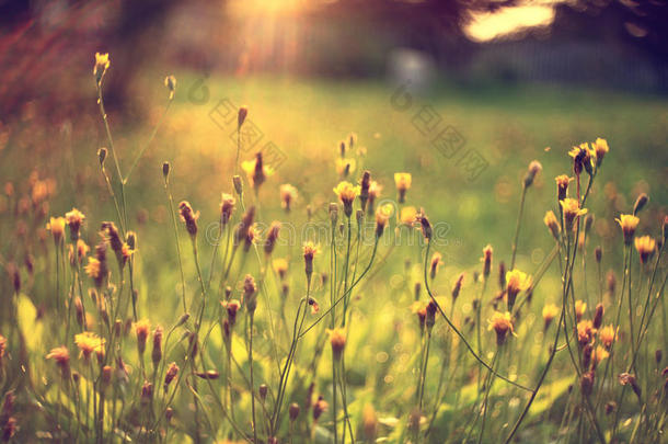 夏日夕阳余晖草地上的露珠