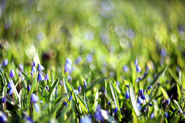 田野里<strong>绿油油</strong>的夏草上开着蓝色的花