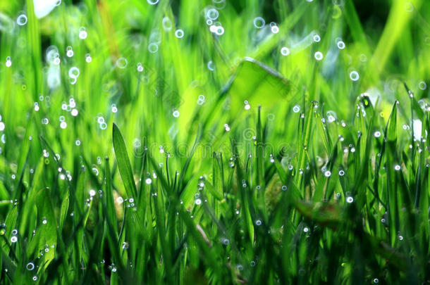 草，露水，水滴，<strong>清新</strong>，自然的背景是<strong>绿色</strong>