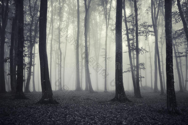 神秘迷雾的单色森林