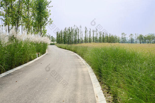 夏日阳光明媚的芦苇丛中弯弯曲曲的柏油路