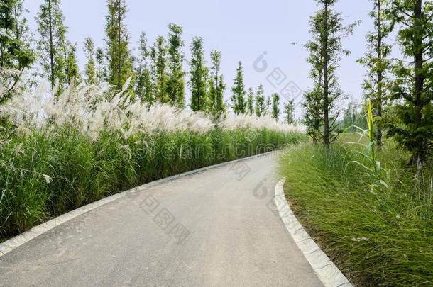 阳光明媚的夏天，弯弯曲曲的柏油路上的芦苇和树林