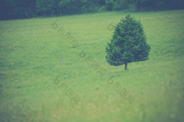 草地上的孤独树