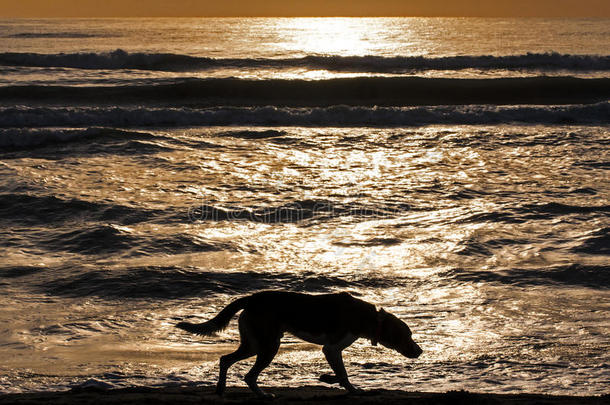 孤独的狗在日出的海中漫步