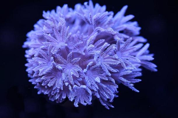 珊瑚潜水宏脉冲暗礁