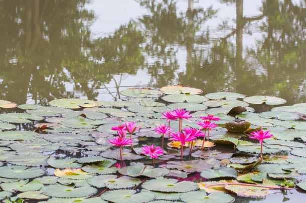 池塘里的粉红色荷花。