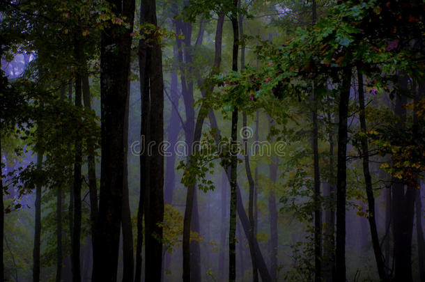 森林深处的雾