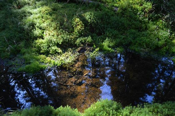 苔藓湖（水镜）