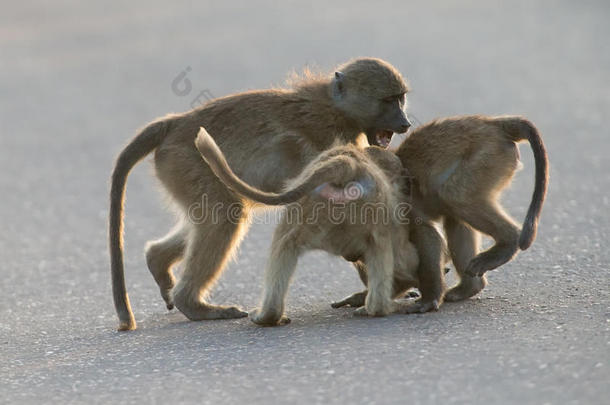 下午晚些时候<strong>回家</strong>前，小狒狒在<strong>路</strong>上玩耍