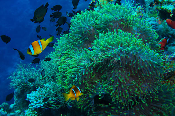 热带珊瑚礁上的小丑<strong>鱼和</strong>银<strong>莲花</strong>