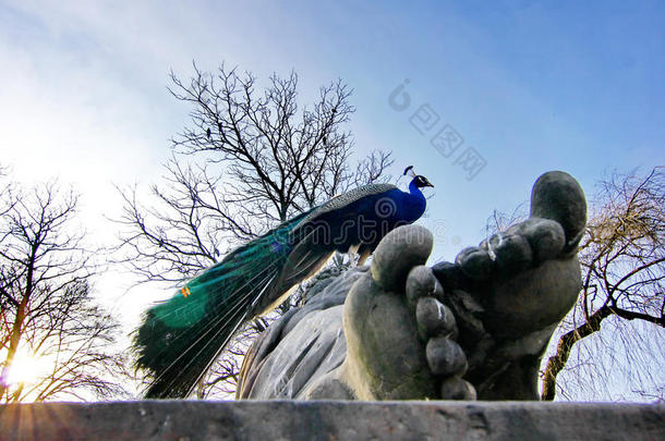 公园里大理石雕塑上的孔雀