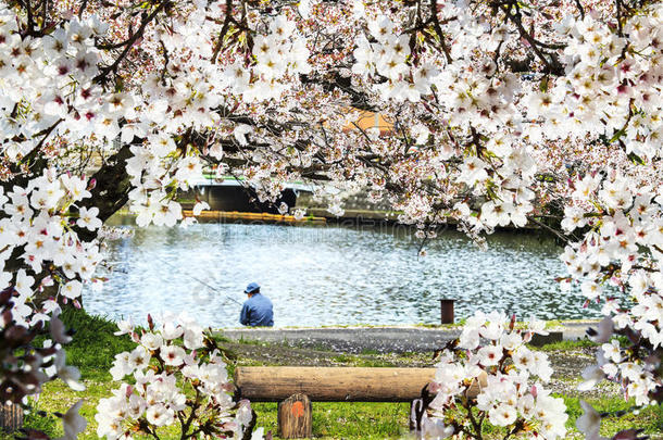 美丽的<strong>樱花季</strong>节，日本