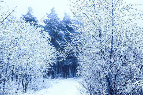 神奇的圣诞神秘之路穿越冰雪的冬天