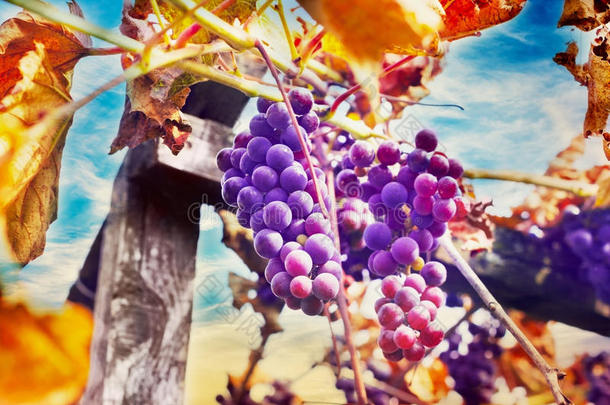 成熟的一串葡萄用秋叶搭在木杆上，顶着蓝天，收获紫色的葡萄