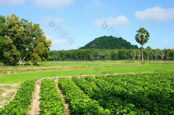 农庄、<strong>地瓜</strong>田、棕榈树、山地