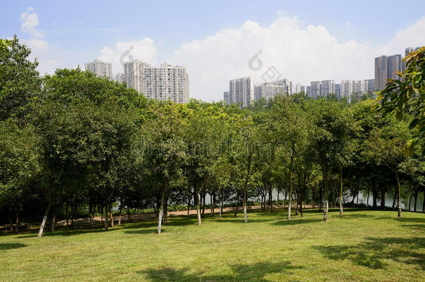 夏日阳光明媚的城市湖边的山坡草坪和植物